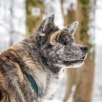 Akita Inu farba srsti