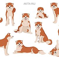 Akita Inu postoj