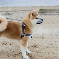 Akita Inu postroj