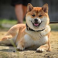 Akita Inu sfarbenie