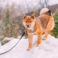 Akita Inu v snehu
