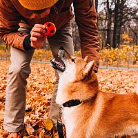 Akita Inu výcvik