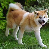 Akita Inu vzhľad