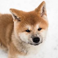 Akita Inu šteniatko v snehu