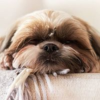 Shih-tzu spánok