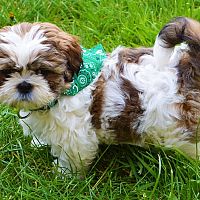 Shih-tzu sfarbenie