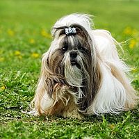 Shih-tzu srsť