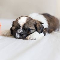 Shih-tzu šteniatko