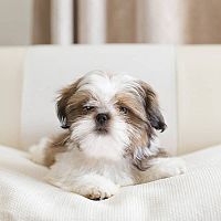 Shih-tzu v posteli