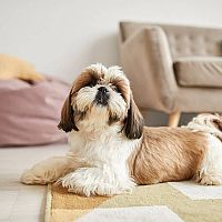 Shih-tzu farba srsti