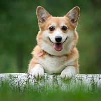 Corgi beh