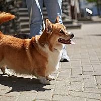 Welsh Corgi Cardigan