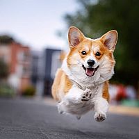 Corgi prechádzka