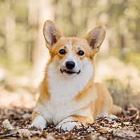 Corgi v lese