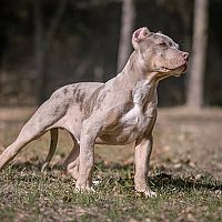 American Bully plemeno