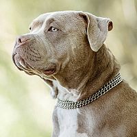 American Bully sfarbenie