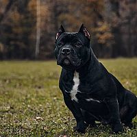 American Bully srsť