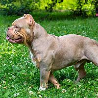 American Bully šteniatko