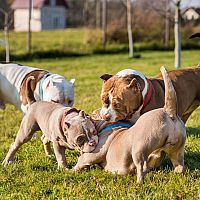 American Bully svorka