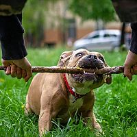 American Bully tréning