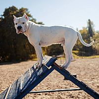 American Bully výcvik