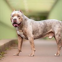 American Bully postoj