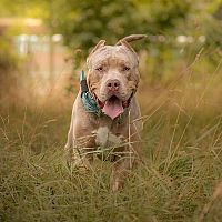 American Bully prechádzka