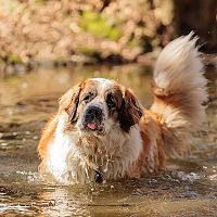 Moskovský strážny pes vo vode
