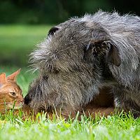Írsky vlkodavm s mačkou