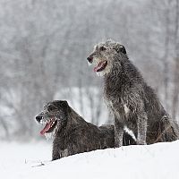 Írsky vlkodav v snehu