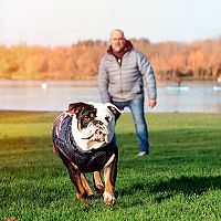 Anglický buldog hra