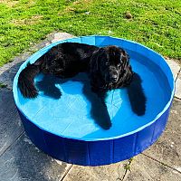 Novofundlandský pes v bazéne