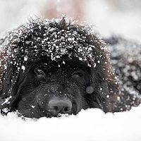 Novofundlandský pes v snehu
