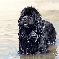 Novofundlandský pes vo vode