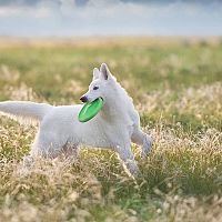 Biely švajčiarsky ovčiak frisbee