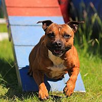 Stafordšírsky bulteriér agility