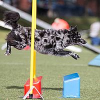 Mudi agility