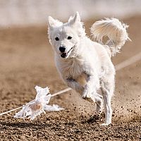 Mudi coursing