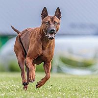 Thajský ridgeback beh