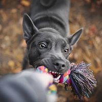 Thajský ridgeback hra