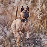 Thajský ridgeback sfarbenie