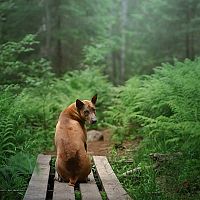 Thajský ridgeback v lese