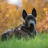 Thajský ridgeback v tráve
