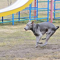 Thajský ridgeback výcvik