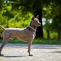 Thajský ridgeback postoj