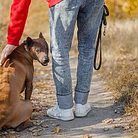 Thajský ridgeback prechádzka