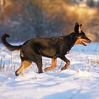 Beauceron v snehu