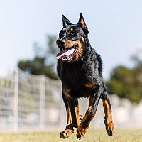 Beauceron beh