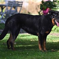 Beauceron postoj