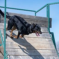 Beauceron trénin K9